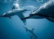 开云体育网址-奥帅获奖心声：中超夺冠是对罗马尼亚教练一次正名